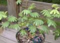 mimosa hostilis