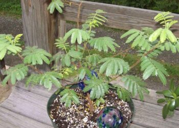 mimosa hostilis