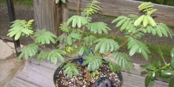 mimosa hostilis