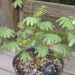 mimosa hostilis